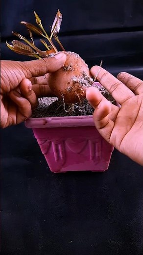 Cardamom plant growing from cardamom || Step by step guide-line in this video //#highlights