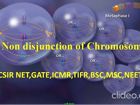 Non disjunction of chromosome (meiosis) (animation)