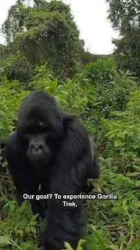 How we traveled to see mountain gorillas in minutes 🦍