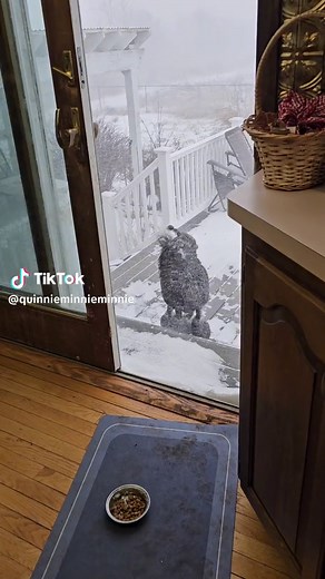 #poodle #standardpoodle #blizzard #snowdog #buffalo #buffaloblizzard #baddog #snowday #showdog