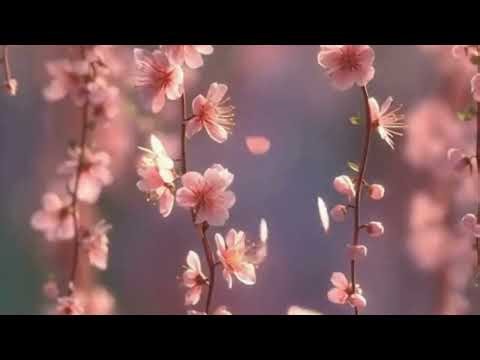 Cherry Blossom Background Loop | Relaxing Spring Flowers Aesthetic