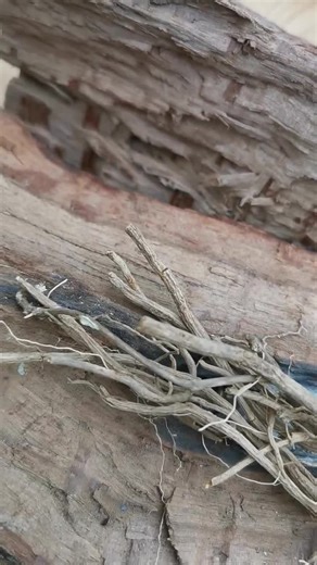 Raw Chilcuague Root – Aztec Golden Root, Mexican Botanical - Etsy