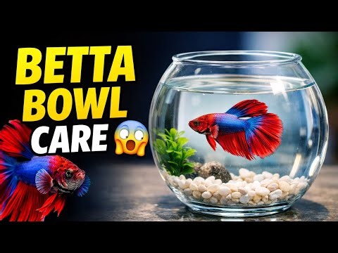 How To Care Betta Fish In Bowl (Full Beginner Guide)