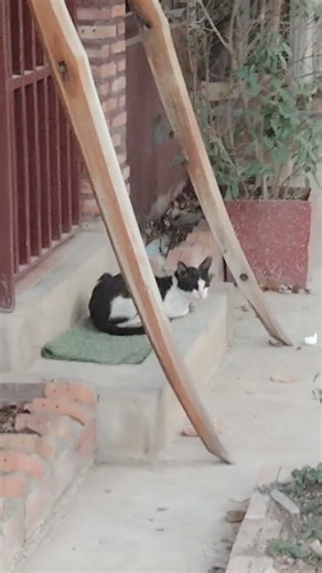 A cat in front of a cafe