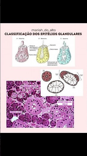 📚Tecido epitelial glandular🩷 #histologia #medicina #estudantedemedicina #resumo #tecidoepitelial