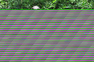 Newly unearthed upright apes put whole evolution timeline in question