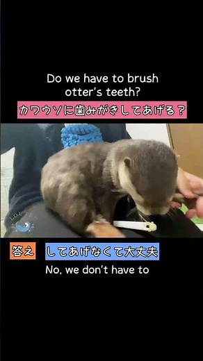 Do We Have To Brush Otter's Teeth? #Shorts