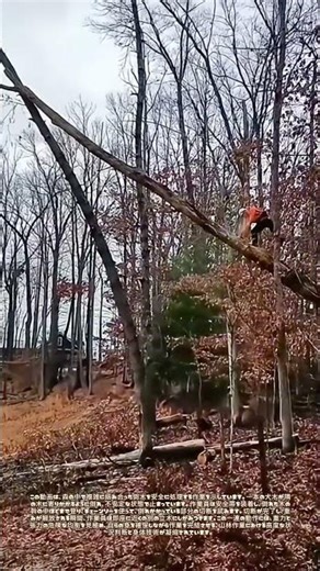 危険を切り分ける一瞬：倒木処理にみる絶妙な均衡