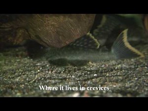 Hemiancistrus Guahiborum L106 The orange seam pleco