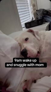 1.6K reactions · 45 shares | 領 Dogo life, am I right? 領 Nothing makes us happier than seeing our Dogos living their absolute best lives: soaking up the love, lounging like royalty, and embracing every moment of their second chance. ❣️ #dcdogos #dedicatedtosavingdogos #dogolife #spoileddogos #rescuedoglife #secondchancesarethebest #dogoargentinorescue #dogolove #dcdogosrescue #dcdogosalumni #dcdogosambassador | DC Dogos Inc Rescue | Facebook