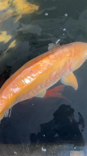 My Karashi Doitsu seems to have a swim bladder issue where its default position is near the water surface. It’s been this way since 6-8 months ago. No issue with the Koi fish, good appetite, can swim down when it wants. Sometimes there’s occasional bruising. I just went back from a long holiday and saw it swimming a lot slower and is very weak. Currently it is being quarantined with medications (Parazan - Oxolinic Acid, Elbayou - Nifurstyrenate Sodium, Salt) in a VAT due to suspected gill infect