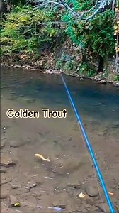 I casted on This Beautiful Golden Trout until He Finally Gave in To Temptation. #fwbd #troutfishing