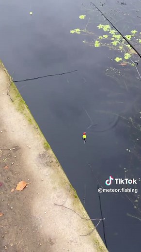 Pêche au vif : Attaque et prise de la perche