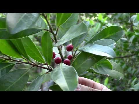 Science in 60 Seconds: The Dahoon Holly