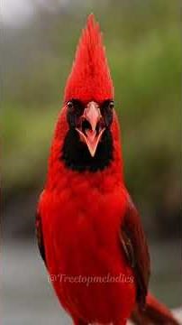 Northern Cardinal Singing Beautiful Morning Whistles | Pure Birdsong (No Music)