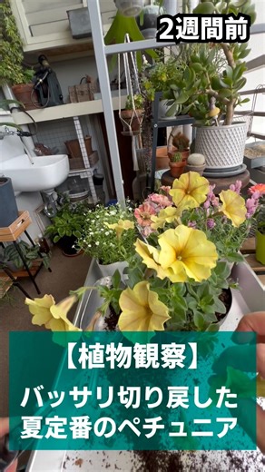 【植物観察】復活！バッサリ切り戻した夏定番のペチュニア #ベランダガーデニング