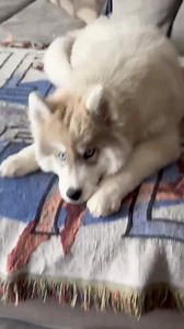 Baby Baloo is upset it was his brother’s birthday. He has so much of his mommy Rose in him 🤣🤣🤣 | Jasper Blues Siberians