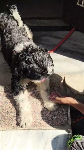 Baby dog#cute puppy barking#4kviral#shorts #trending #viral #kutta