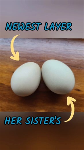 157 reactions · 3 comments | Both new layers lay colored eggs!! (Their momma lays brown eggs, so this is a bit of a shock!) Follow us @duckberryfarm #chickens #chickenlife #chickenfarm #easteregger #smallfarm #womenfarmers #homesteading | Duckberry Farm | Facebook