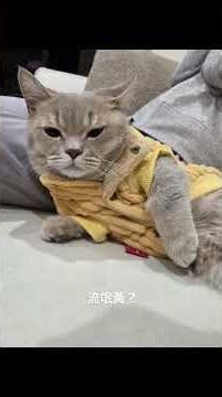 天冷該穿毛衣了～#屁寶日常 #cat #寵物友善日常 #cute #試衣時間
