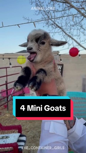 Discover the 4 Best Mini Goat Breeds for Pets