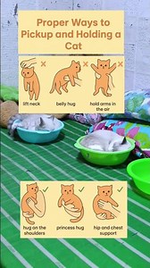 Proper ways to pick and hold a cat. #cats #animallife