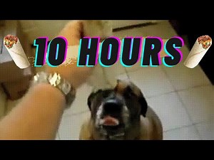 10 Hours of Dog eats Bean Burrito in 1 second