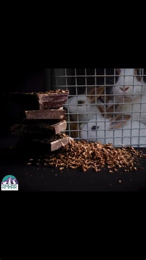 🐰🍫 Make Mine Chocolate — Not a Live Bunny 🍫🐰 This Easter, choose a sweet treat instead of a lifetime commitment. Every year after Easter, rabbit rescues face a heartbreaking reality: rabbits bought as holiday novelties are abandoned, neglected, or surrendered once the excitement fades. Rescues quickly become overcrowded and stretched thin — and the rabbits pay the price. 💔 Did you know? Nearly 95% of rabbits purchased for Easter won’t live to see their first birthday. Rabbits are intelligen