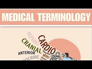 Lecture 8 / Urinary System + Female & Male Genital Systems
