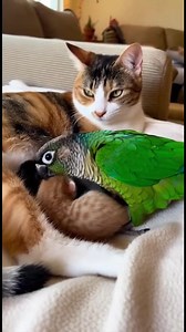 450K views · 7.9K reactions | Loro y Gato: Amigos Inseparables! Mira a un loro acurrucarse con gatitos. Generated using Kling AI . . . (Sólo con fines de entretenimiento. Consulte a profesionales si se presentan orientaciones sobre actividades. Si se muestra alguna marca, no implica ninguna afiliación. Si se inspiran en hechos reales, pueden incluirse adaptaciones creativas. El contenido puede incluir imágenes públicas.) | Amo a los animales | Facebook