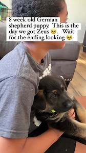 1M views · 17K reactions | 8 week old German shepherd PUPPY!!! #germanshepherd #gsd #reels | Zeus and Luna | Facebook