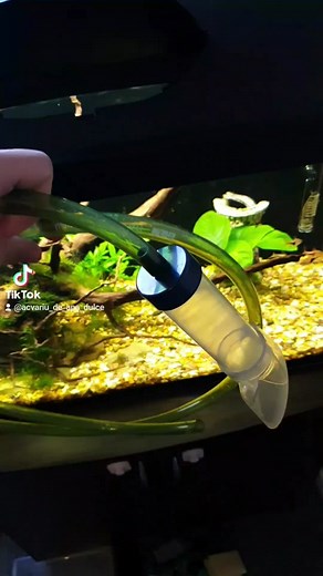 #acvariudeapadulce #acvariucupești #acvaristica #acvaristi #filtruacvariu