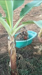 1.1K views · 11 reactions | If YaYar Wearing Flip Flap Dancing Would Be 4 | US Monkey Gorilla | Facebook