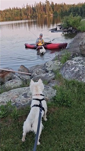 Kayaking with Westies Moosehead Lake #Moosehead #lake