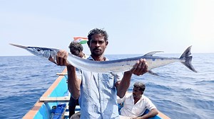 We caught back to back Needle Fishes in the sea. | Neerulagam