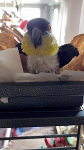 45K views · 786 reactions | CAIQUE ATTACKS MOM! Somebody has had too many berries!! Turn VOLUME ⬆️ at END #VCStrong #FlockPower . . . #caique #caiqueparrot #parrots #parrotofinstagram #myparrot #cuteparrots #cute #birds #birdsofinstagram #pets #forthebirds #foryou #foryourpage #cutereels #trendingreels #animals #funnyanimals #instagram | Parrot Playhouse | Facebook