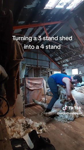 Getting some blade shearing practice in before the world championships next month. you can hear the machines of the other shearers in the background. #hardwork #traditionalskills #bladeshearing