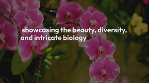 Orchid Collections In Botanical Gardens