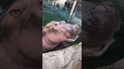 Hungry giant hippos wait for a delicious and massive meal