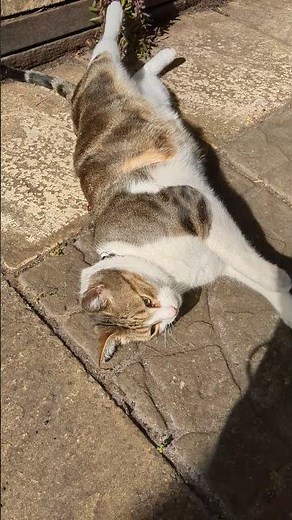 Chevy's little meow as he scratches his back in the sun #chevy #cats