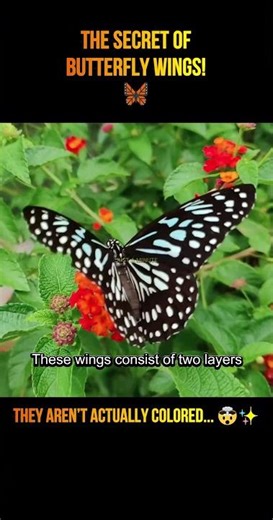🦋 The secret behind butterfly wings...✨ #facts