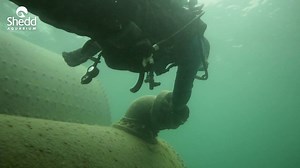 4.6K views · 225 reactions | What's the best way to learn about a rare underwater environment in Lake Michigan? Send in Dr. Philip Willink, Senior Research Biologist at Shedd, along with drones, an underwater ROV and divers to survey the area, determine what’s down there, what the geology looks like and what we should do about it. Learn more about Morgan Shoal & our research: dnain.fo/1XikNwB | Shedd Aquarium | Facebook