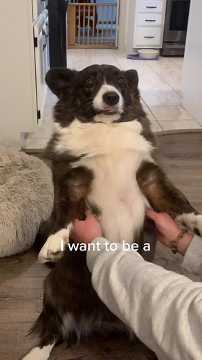 He is the dog version of a marshmallow #PetSmartMadeMeBuyIt #YellowstoneTV #dogsoftiktok #candycrush10 #fyp #fypシ #corgisoftiktok #corgi #christmas #dogs #petsoftiktok #foryoupage