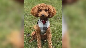 Mini goldendoodle saves family from house fire