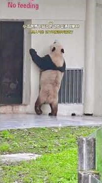 Xiao Wu's Graceful Jumps: Unleash Your Dance Moves