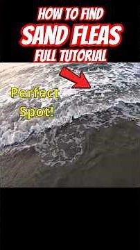 How to find and catch Sand Fleas!