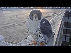 Peregrine Falcon Caught on Port Huron Ship Cam!