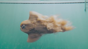 Fascinating Slow Motion Footage of a Mysterious Long Haired Creature Gliding Smoothly Underwater