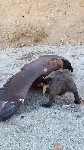 Amazing Creatures and Their Adorable Antics! 🐾 #IncredibleAnimals #WildlifeStories #NatureLovers #AnimalFun #AmazingMoments