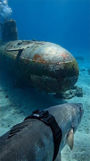 Predatory Fish with a GoPro Explores a Sunken Soviet Submarine 🦈⚓️